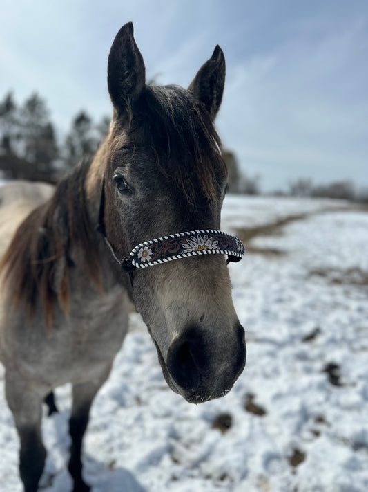 Rope Halter